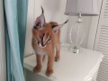cachorros-serval-e-caracal-disponiveis-small-1