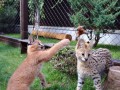 cachorros-serval-e-caracal-disponiveis-small-2
