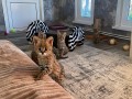 cachorros-serval-e-caracal-disponiveis-small-4
