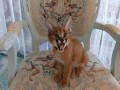 cachorros-serval-e-caracal-disponiveis-small-0