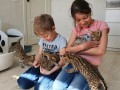 cachorros-serval-e-caracal-disponiveis-small-3
