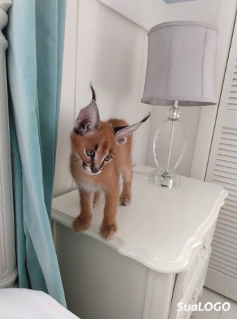 cachorros-serval-e-caracal-disponiveis-big-1