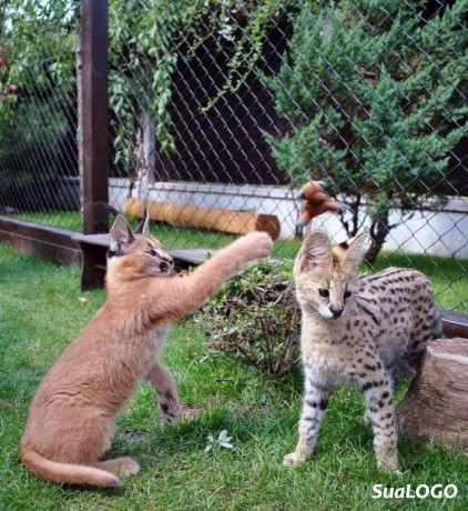 cachorros-serval-e-caracal-disponiveis-big-2