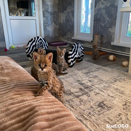 cachorros-serval-e-caracal-disponiveis-big-4