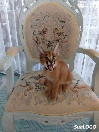 cachorros-serval-e-caracal-disponiveis-big-0
