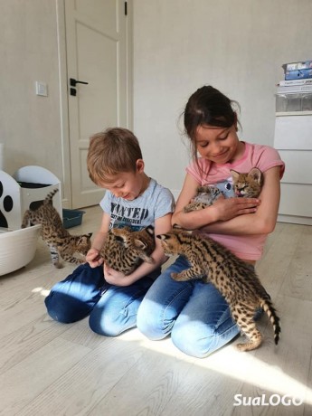 cachorros-serval-e-caracal-disponiveis-big-3